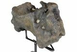 Rare, Achelousaurus Syncervical Vertebra - Montana #78125-4